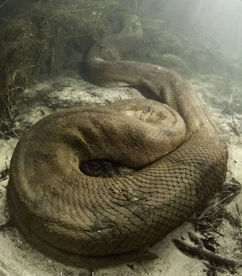 Самая ядовитая змея в мире попала в Англию в контейнере из Индии