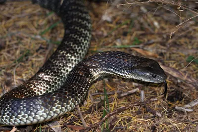 Самая ядовитая змея в мире | Факт дня | Дзен