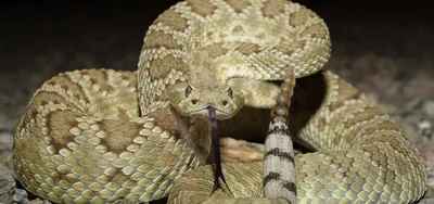 Огромная ядовитая змея заползла в постель мужчины - фото — Курьезы