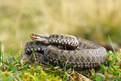 Змеи Краснодарского края — Описание, особенности обитания