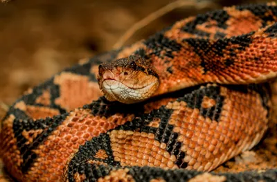 10 самых ядовитых змей в мире - АЗЕРТАДЖ