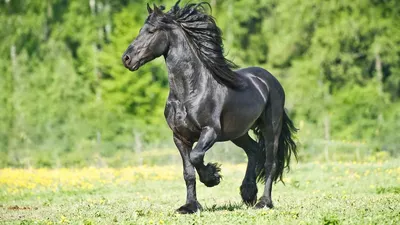 Самая красивая лошадь в мире фото