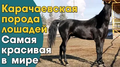 Самая красивая лошадь в мире - Путешествуем вместе | Akhal teke horses,  Horse breeds, Most beautiful horses