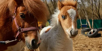 Самые маленькие лошади в мире: рейтинг самых крошечных пород лошадей с  названиями, описанием и фотографиями