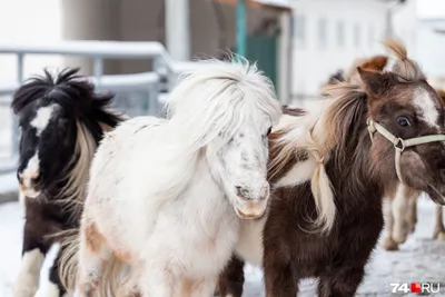 Американская миниатюрная лошадь (American miniature horse) — Зоопарк  «Лимпопо» г. Нижний Новгород – Нижегородский зоопарк