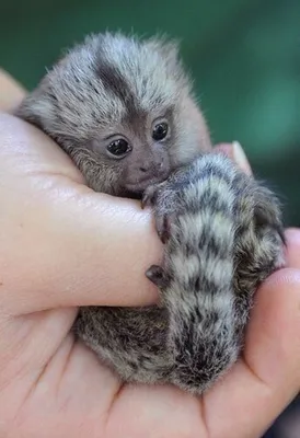 Animal Lovers Կենդանասերներ - Карликовая игрунка (Cebuella pygmaea) Самая  маленькая обезьяна в мире🐒 | Facebook