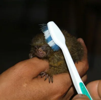 PYGMY MARMOSET: The smallest monkey in the world - YouTube