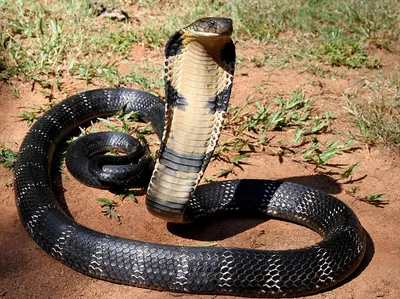 Самая страшная змея в мире фото