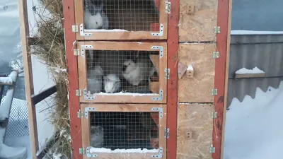Клетка для кроликов купить в Миассе
