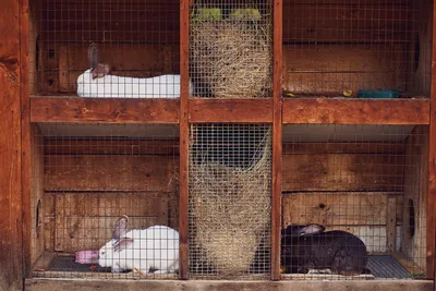 Habitats Tails Rabbit Hutch - Rabbit Hutches at Rabbit Cage Source | Клетки  для кроликов, Домашние кролики, Кролик