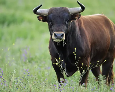 Самый большой бык в мире живет в провинции Гипускоа. Испания по-русски -  все о жизни в Испании
