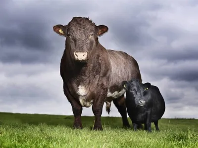 Самый большой бык в мире: сколько весят рекордсмены, описание крупных пород