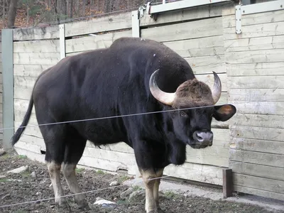 Самый большой дикий бык в мире - ЯПлакалъ