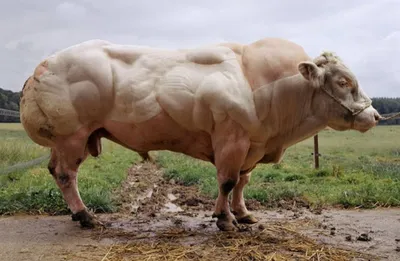 Видео: Сколько весит самый крупный бык в мире