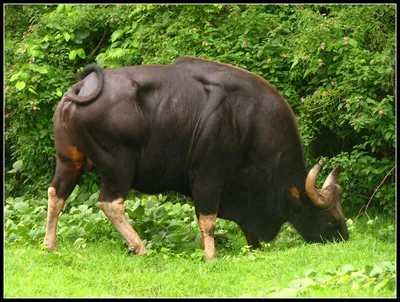 В Австралии живет бык-гигант, от которого отказались все скотобойни -  Газета.Ru