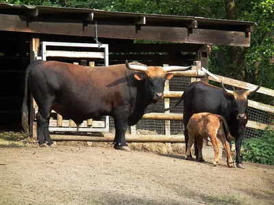 ТОП-10 необычных быков: от самых маленьких до великанов | Новости –  Gorsite.ru
