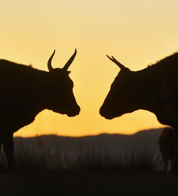 Зеленый бык и его удивительные приключения» — создано в Шедевруме