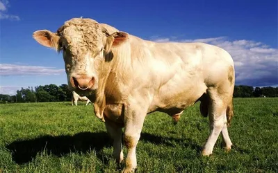 Самый крупный бык Украины: рекордсмены по росту и весу - Парк природи  Беремицьке