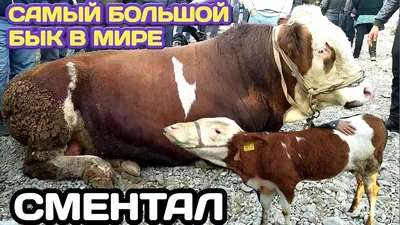 1,5 млн за бычка: заводчики элитного мясного скота в Казахстане просят  помощи