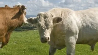 Веселый четверг: В Австралии живет бык-гигант