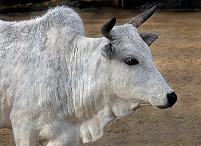 Gaurus Gaur или быка стоковое изображение. изображение насчитывающей  громоздкого - 38820485