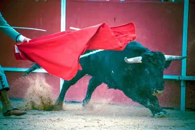 Гиря Бык 16, 24, 32 кг - купить чугунную гирю в виде головы быка