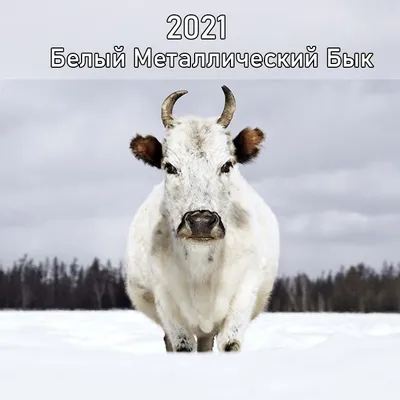 Белый металлический бык: что известно про главный символ 2021 года -  Экспресс газета