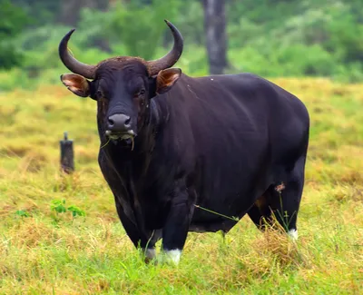 Настоящие быки — Википедия
