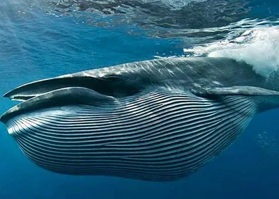 Самого большого кита в мире фото