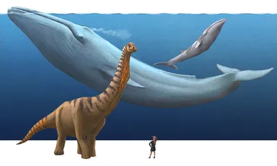 В венах самого большого животного на планете мог бы плавать ребёнок |  Север-Пресс