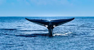 GISMETEO: Самый одинокий кит в мире наконец нашел друга? - Животные |  Новости погоды.