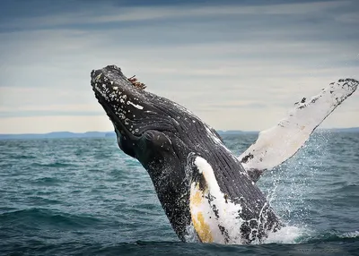 Китовое сафари в Исландии - все что нужно знать
