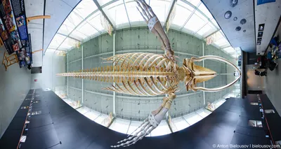 В США создали самого большого кита из пластика - АЗЕРТАДЖ