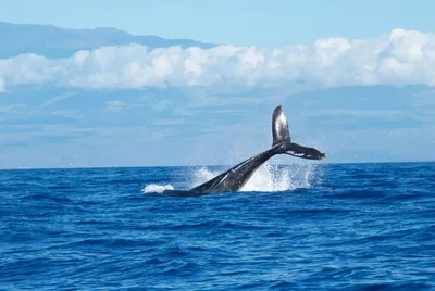 Самый большой кит — в мире, размер, вес, синий, животное, длина, на планете  - 24СМИ