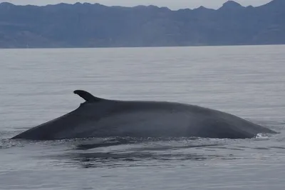 В Перу нашли окаменевшие останки кита, который может стать самым тяжелым  животным на Земле - Pets