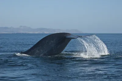 Синий кит - крупнейшее млекопитающее на Земле / Blue Whale Largest Mammal  on Earth - YouTube