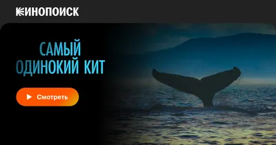 Всемирный фонд дикой природы забил тревогу после смерти кита, в желудке  которого обнаружили 22 килограмма пластика