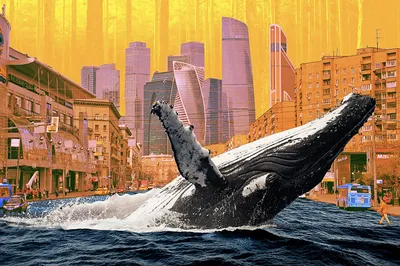 Снизилось количество туристов, которые хотят погладить редких китов на  Шантарских островах - «Ведомости.Устойчивое развитие»