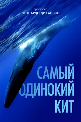 Объясняем на китах: сколько стоит природный капитал: Статьи экологии ➕1,  01.04.2021