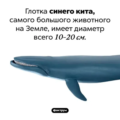 Самый одинокий кит, 2021 — смотреть фильм онлайн в хорошем качестве на  русском — Кинопоиск