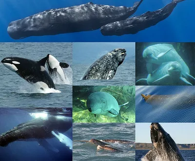 Фридайвинг и киты на Шри-Ланке - купить тур по цене 2 100 $