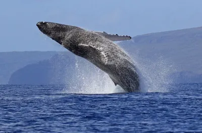 Как бьется сердце кита: ученые были в шоке