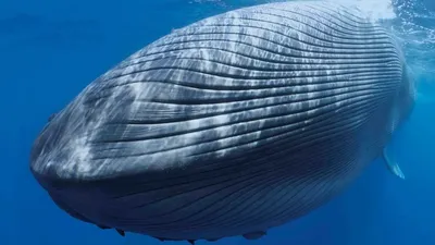 Горбатые киты устроили себе песчаное СПА на дне океана ВИДЕО