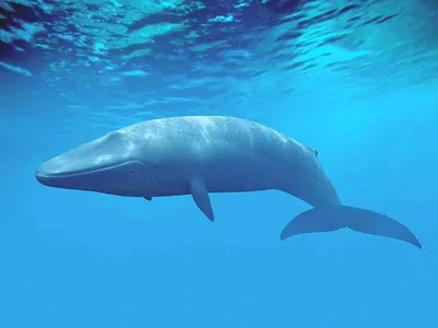 В Охотском море создают национальный парк для сохранения уникальных  гренландских китов | Магаданская Правда
