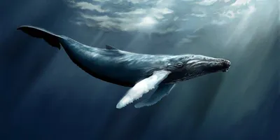 Иллюстрация 3 из 31 для Почему кит не рыба? Интересные факты о морских  обитателях - Гальчук, Яценко