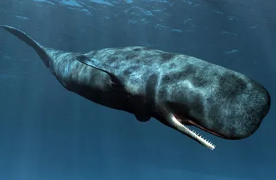 Самый одинокий кит: Поиск 52-го\": трейлер документального фильма про кита-одиночку.  В команде продюсеров — Ди Каприо - читайте на pre-party.com.ua
