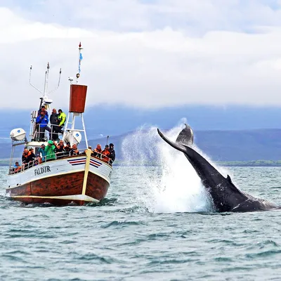 Лучший путеводитель по наблюдению за китами в Исландии | Guide to Iceland