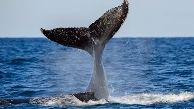 Shantar whale