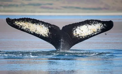 Первые гиганты на Земле: как рептилии размером с китов «управляли» морями