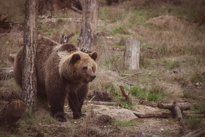 KODIAK: The largest subspecies of the brown bear | Interesting facts about  bears - YouTube